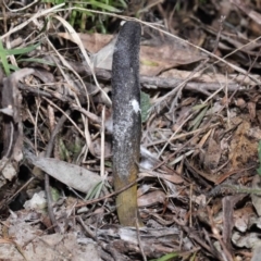 Drechmeria gunnii at Paddys River, ACT - 28 Jun 2022