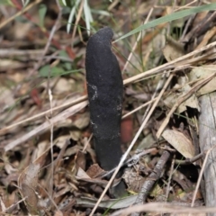 Drechmeria gunnii at Paddys River, ACT - 28 Jun 2022