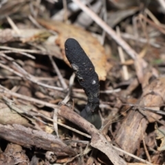 Drechmeria gunnii at Paddys River, ACT - 28 Jun 2022