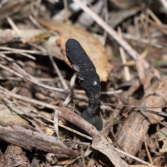 Drechmeria gunnii at suppressed - 28 Jun 2022