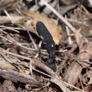 Drechmeria gunnii at Paddys River, ACT - 28 Jun 2022