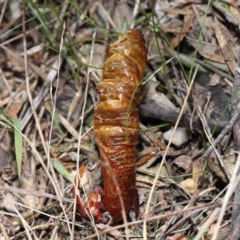 Drechmeria gunnii at Paddys River, ACT - suppressed