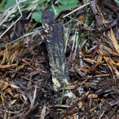 Drechmeria gunnii (Dark Vegetable Caterpillar) at Paddys River, ACT - 28 Jun 2022 by TimL