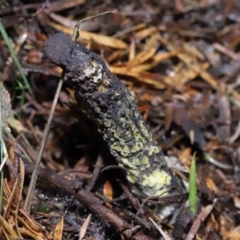 Drechmeria gunnii at Paddys River, ACT - 28 Jun 2022