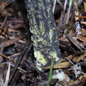 Drechmeria gunnii at Paddys River, ACT - 28 Jun 2022