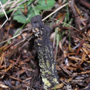 Drechmeria gunnii at Paddys River, ACT - 28 Jun 2022