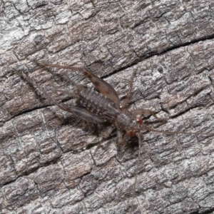 Eurepa marginipennis at Paddys River, ACT - 28 Jun 2022 01:14 PM