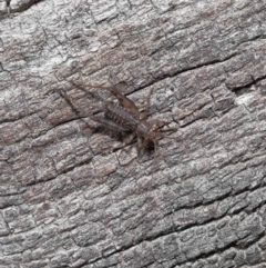 Eurepa marginipennis at Paddys River, ACT - 28 Jun 2022