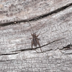 Eurepa marginipennis at Paddys River, ACT - 28 Jun 2022 01:14 PM