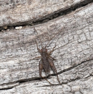 Eurepa marginipennis at Paddys River, ACT - 28 Jun 2022 01:14 PM