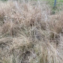 Eragrostis curvula (African Lovegrass) at Hackett, ACT - 29 Jun 2022 by waltraud