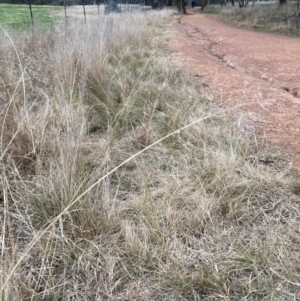 Eragrostis curvula at Hackett, ACT - 29 Jun 2022 04:33 PM