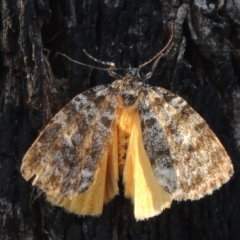 Parelictis saleuta (Mottled Footman) at Paddys River, ACT - 13 Feb 2022 by michaelb