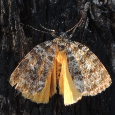 Parelictis saleuta (Mottled Footman) at Paddys River, ACT - 13 Feb 2022 by michaelb