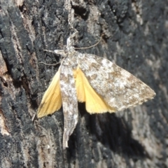 Parelictis saleuta at Paddys River, ACT - 13 Feb 2022