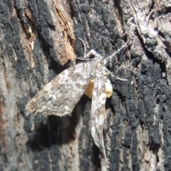 Parelictis saleuta at Paddys River, ACT - 13 Feb 2022