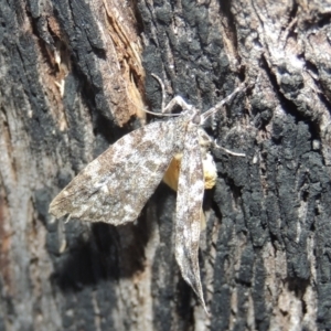 Parelictis saleuta at Paddys River, ACT - 13 Feb 2022 06:15 PM