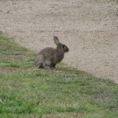 Oryctolagus cuniculus (European Rabbit) at Fyshwick, ACT - 21 Jun 2022 by Christine
