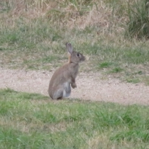 Oryctolagus cuniculus at Fyshwick, ACT - 21 Jun 2022