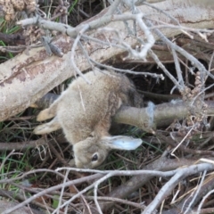 Oryctolagus cuniculus at Fyshwick, ACT - 21 Jun 2022