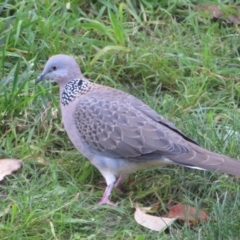 Streptopelia chinensis (Spotted Dove) at Flynn, ACT - 30 Jun 2022 by Christine