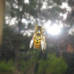 Vespula germanica (European Wasp, German Yellowjacket Wasp) at Flynn, ACT - 24 Jun 2022 by Christine