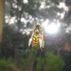 Vespula germanica at Flynn, ACT - 24 Jun 2022 03:51 PM