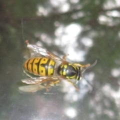 Vespula germanica at Flynn, ACT - 24 Jun 2022