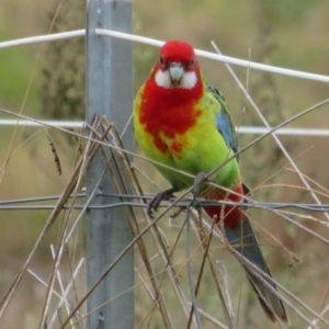 Platycercus eximius (Eastern Rosella) at Macgregor, ACT by Christine