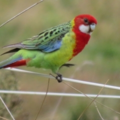 Platycercus eximius at Macgregor, ACT - 23 Jun 2022