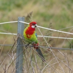 Platycercus eximius at Macgregor, ACT - 23 Jun 2022