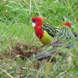 Platycercus eximius at Macgregor, ACT - 23 Jun 2022