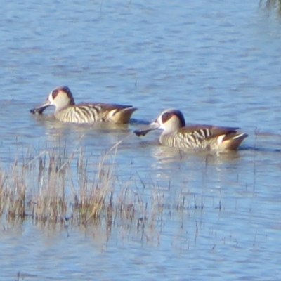 Malacorhynchus membranaceus (Pink-eared Duck) at QPRC LGA - 22 Jun 2022 by Christine