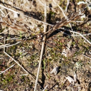 Ischnotoma (Ischnotoma) eburnea at Forde, ACT - 27 Jun 2022 12:43 PM