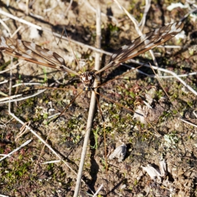 Ischnotoma (Ischnotoma) eburnea (A Crane Fly) at Mulligans Flat - 27 Jun 2022 by DPRees125