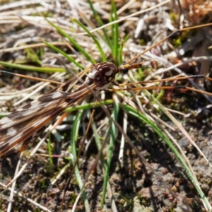 Ischnotoma (Ischnotoma) eburnea at Forde, ACT - 27 Jun 2022 12:43 PM