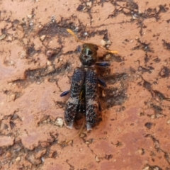 Scrobiger splendidus (Clerid beetle) at Jindabyne, NSW - 12 Mar 2022 by Birdy