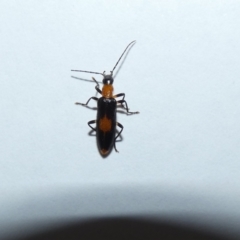 Copidita sloanei (A false blister beetle) at Jindabyne, NSW - 12 Mar 2022 by Amata