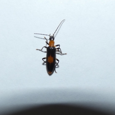 Copidita sloanei (A false blister beetle) at Jindabyne, NSW - 12 Mar 2022 by Amata