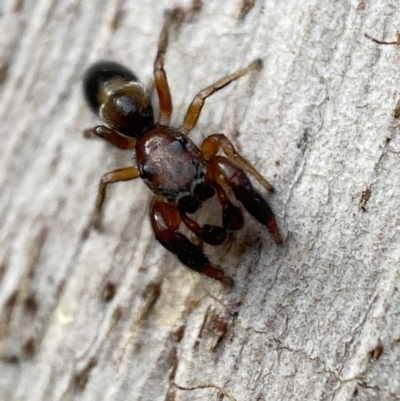 Judalana lutea (Judy and Alans Yellow Ant-mimicking Jumping Spider) at QPRC LGA - 30 Jun 2022 by Steve_Bok