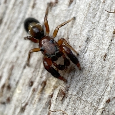 Rhombonotus gracilis (Graceful Ant Mimic) at Jerrabomberra, NSW - 30 Jun 2022 by SteveBorkowskis