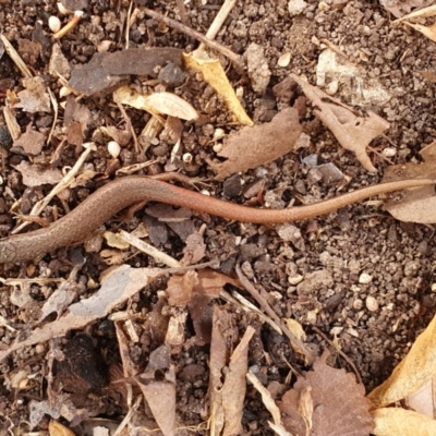 Saproscincus mustelinus (Weasel Skink) at Weston, ACT - 30 Jun 2022 by jmcleod