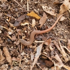 Saproscincus mustelinus at Weston, ACT - 30 Jun 2022