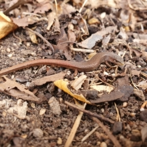 Saproscincus mustelinus at Weston, ACT - 30 Jun 2022