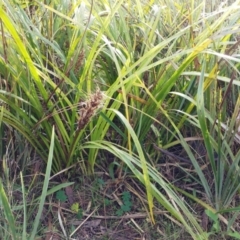 Lomandra longifolia (Spiny-headed Mat-rush, Honey Reed) at The Pinnacle - 28 Jun 2022 by sangio7