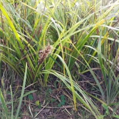 Lomandra longifolia (Spiny-headed Mat-rush, Honey Reed) at The Pinnacle - 28 Jun 2022 by sangio7