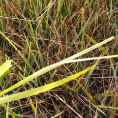 Lomandra longifolia at Hawker, ACT - 29 Jun 2022