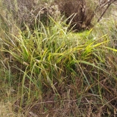 Lomandra longifolia at Hawker, ACT - 29 Jun 2022