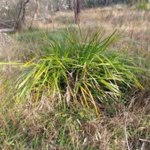 Lomandra longifolia (Spiny-headed Mat-rush, Honey Reed) at Hawker, ACT by sangio7