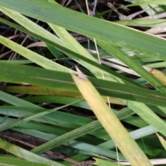 Lomandra longifolia at Hawker, ACT - 29 Jun 2022